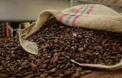 Kakao fiyatları yüzde 55 geriledi