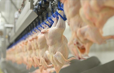 Soğuk havalarda tavuk zehirlenmesi riski büyüyor