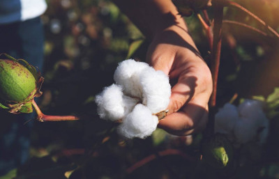 Pamuk üreticisi uyardı: Sonumuz olur