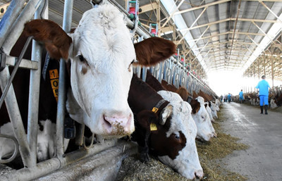 Hayvancılıkla ilgili destekleme miktarlarında artışa gidildi