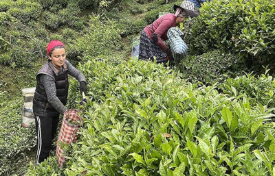 ÇAYKUR’da rekor hedef: 800 bin ton yaş çay alacak