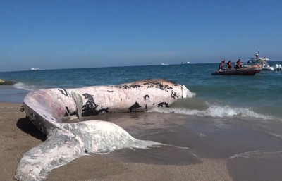 Türkiye’de bir ilk: 4 yıl önce gömülen balina öğrenciler tarafından bilimsel kazıyla çıkarılacak