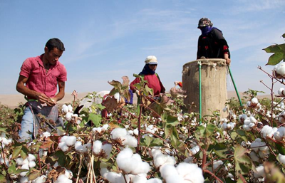 Pamukta en zor sezon, yeni destek modeli açıklanmalı