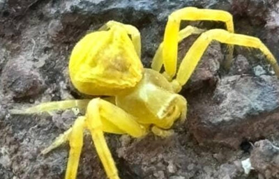 Gören bir daha baktı! Çok nadir...