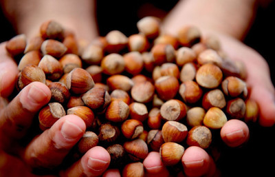 Fındıkta zirve Giresun’un: Kilogram fiyatı 352 TL’ye ulaştı