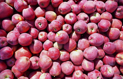 Ege’nin elma deposu Denizli’de hasat başladı