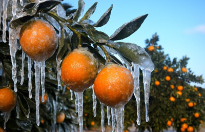 Adana'da zirai don zararı için üreticilere 717 milyon TL ödeme