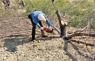 Bahçelerde sökümler hızlandı: Badem ağaçlarını kesecek oduncu bulunamıyor