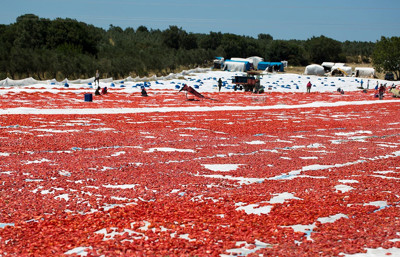 Kuru domateste büyük hedef