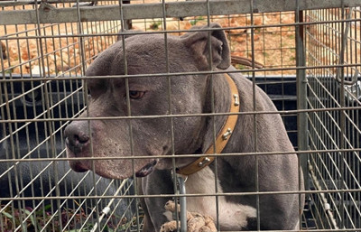 Pitbull cinsi köpek iki çocuğu yaralamıştı... Sahibi tutuklandı