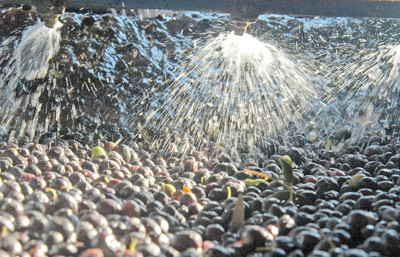 Zeytin sıkımında kullanılan su, tarıma geri dönecek