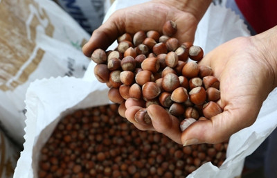 Fındık ihracatında hem gelir hem miktar geriledi