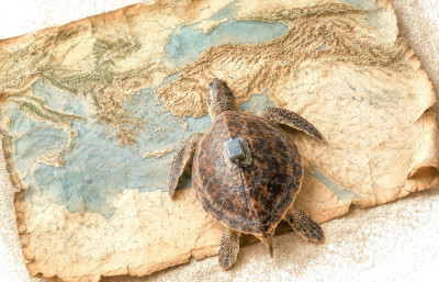 Küresel ısınma, caretta carettaların göç rotasını 25 yıl erkene çekti