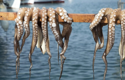 Yılda 3 bin ton üretip satacaklardı, proje rafa kalktı!İspanya’da dünyanın ilk ticari ahtapot çiftliğini kurmaya hazırlanan Nueva Pescanova, beş yıldır devam eden projeden çekildi. Yılda yaklaşık 3 bin ton ahtapot üretmesi planlanan tesis; çevresel...