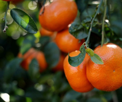 Ekonomiye milyon dolarlar kattı!