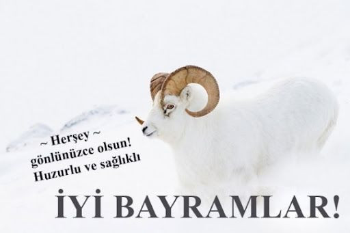 EN FARKLI BAYRAM MESAJLARI: Anlam dolu, benzersiz, uzun-kısa, resimli 2026'ya özel Kurban Bayramı mesajları... - Resim: 2