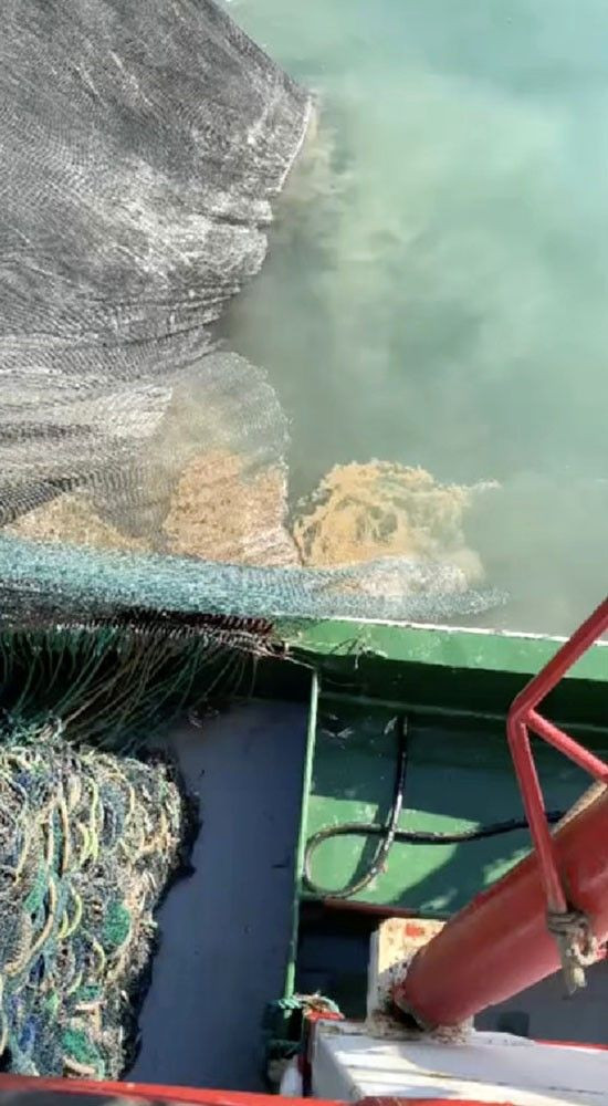 Müsilaj kâbusu geri döndü! Uzman isimden korkutan açıklama - Resim: 1