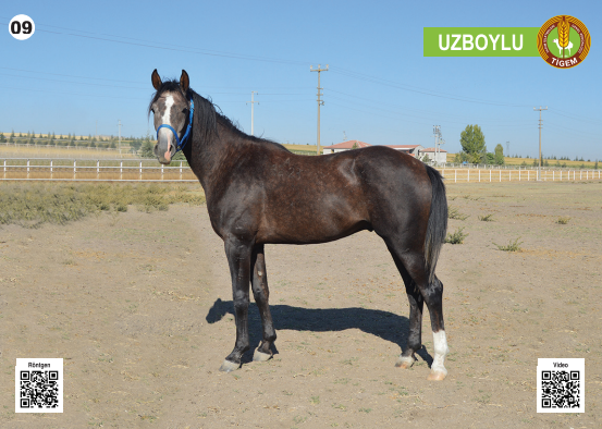 Her biri servet değerinde, açık artırmayla satılacak - Resim: 10