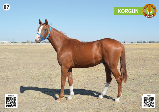 Her biri servet değerinde, açık artırmayla satılacak - Resim: 8