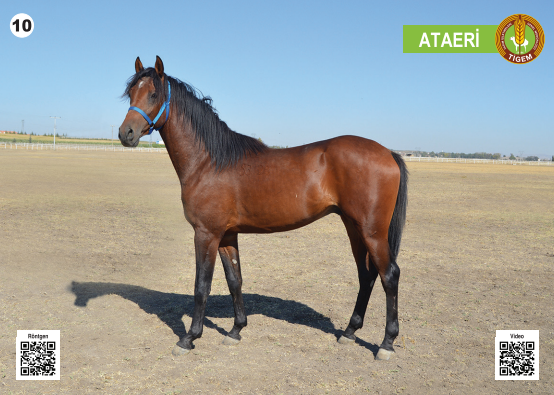 Her biri servet değerinde, açık artırmayla satılacak - Resim: 11