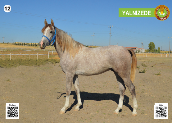 Her biri servet değerinde, açık artırmayla satılacak - Resim: 13