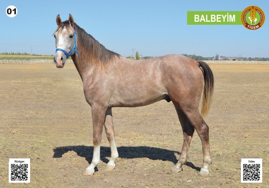 Her biri servet değerinde, açık artırmayla satılacak - Resim: 2