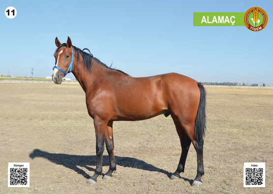 Her biri servet değerinde, açık artırmayla satılacak - Resim: 12