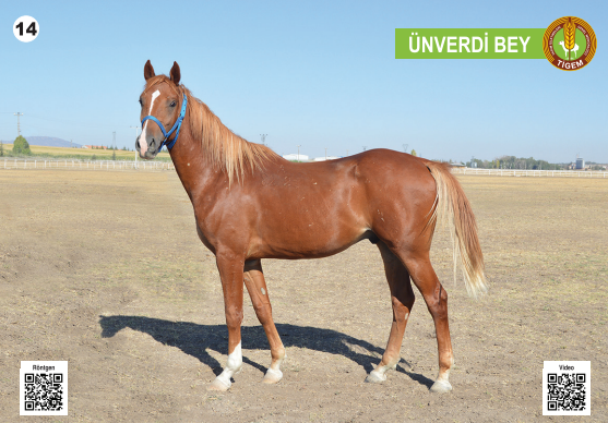 Her biri servet değerinde, açık artırmayla satılacak - Resim: 15