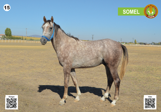 Her biri servet değerinde, açık artırmayla satılacak - Resim: 16