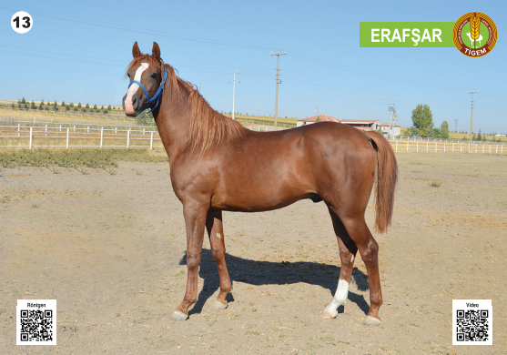 Her biri servet değerinde, açık artırmayla satılacak - Resim: 14