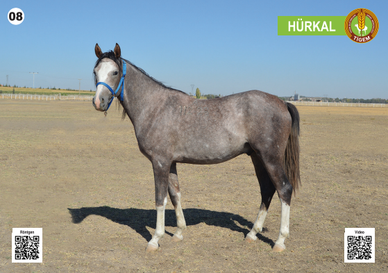 Her biri servet değerinde, açık artırmayla satılacak - Resim: 9