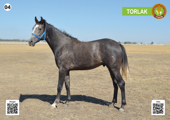Her biri servet değerinde, açık artırmayla satılacak - Resim: 5