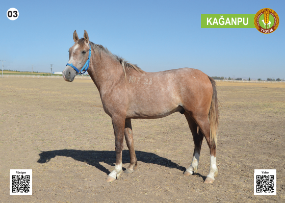 Her biri servet değerinde, açık artırmayla satılacak - Resim: 4