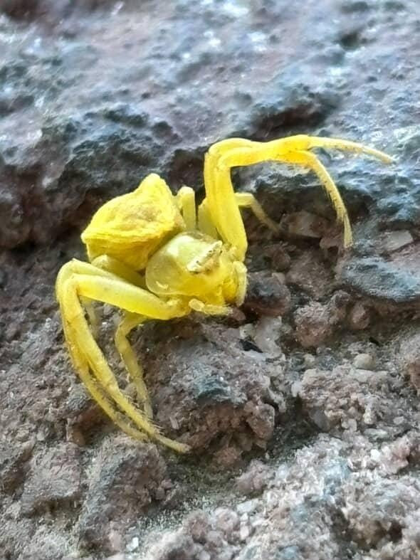 Sarı yengeç örümceğini gören bir daha baktı - Resim : 1