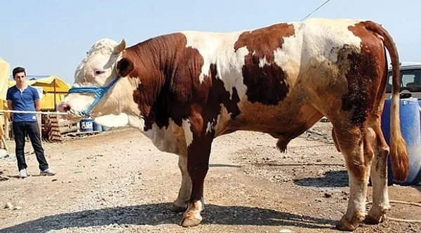 Büyükbaş ve küçükbaş kurbanlık fiyatları ne kadar, kaç TL'den başlıyor? Dana, koyun, koç fiyatları açıklandı! - Resim: 17