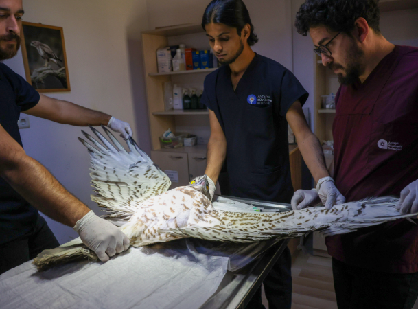 Antalya’da tedavi edilen Yılan Kartalı yeniden doğaya döndü - Resim : 1