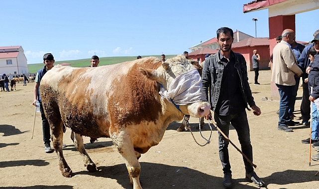 Büyükbaş ve küçükbaş kurbanlık fiyatları ne kadar, kaç TL'den başlıyor? Dana, koyun, koç fiyatları açıklandı! - Resim: 18