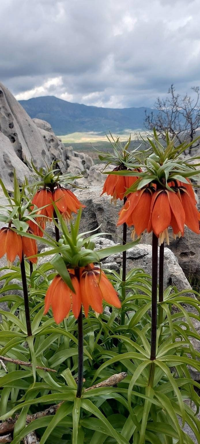 Bu çiçeği koparmanın cezası 700 bin TL! - Resim: 3