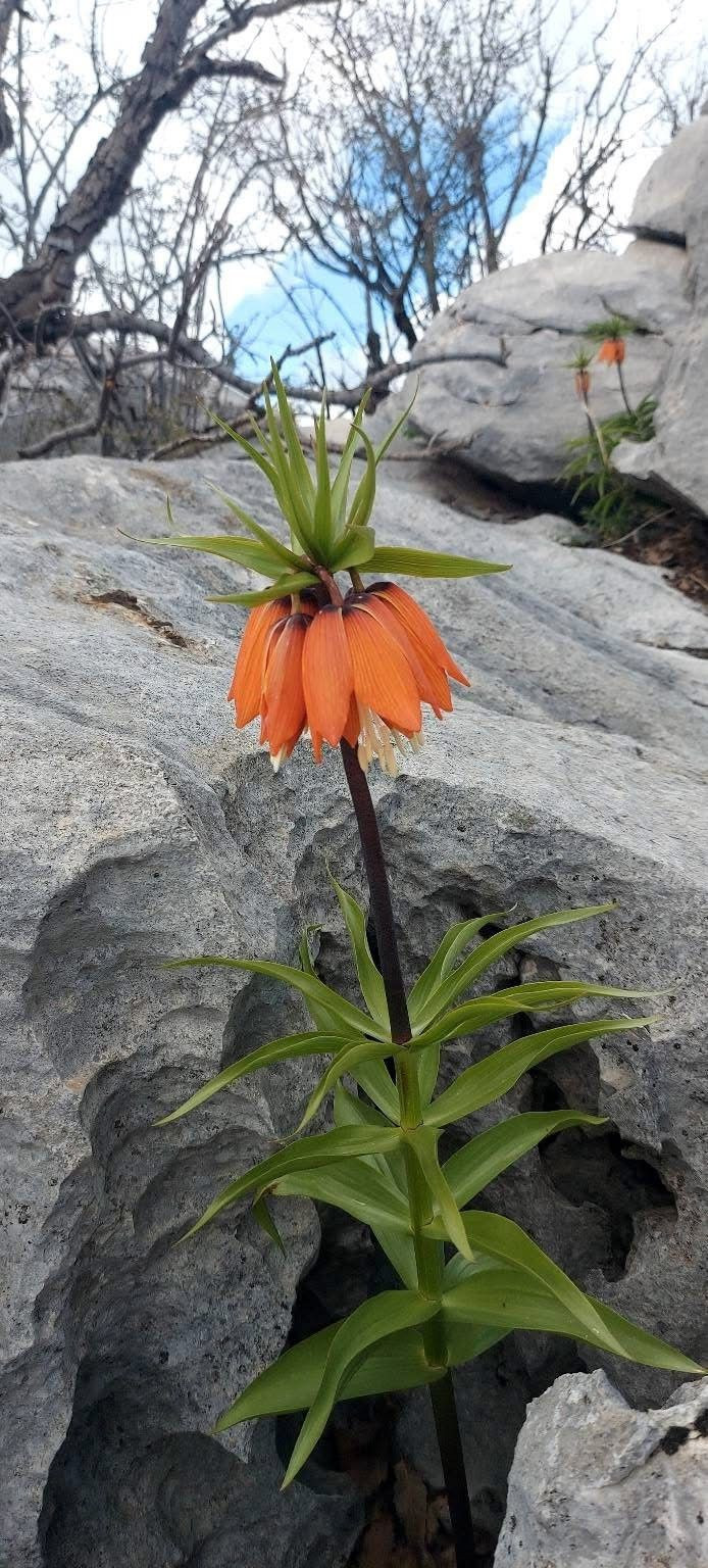 Bu çiçeği koparmanın cezası 700 bin TL! - Resim: 4