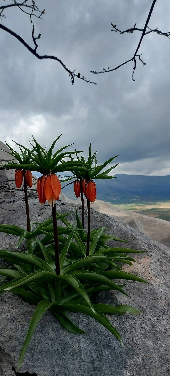 Bu çiçeği koparmanın cezası 700 bin TL! - Resim: 5