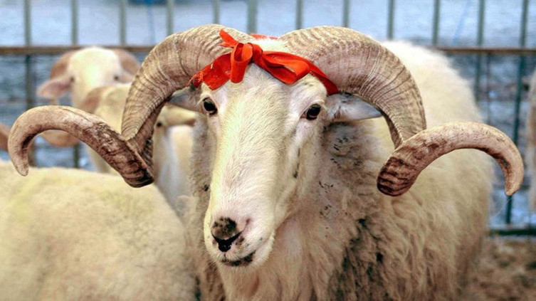 Kurban Bayramı öncesi tebliği yayımlandı: Cezalar arttı denetim sertleşti