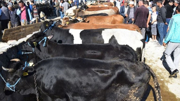 Kurban derileri ekonomiye milyarlar kazandırıyor! Deri sektörü bayramı dört gözle bekliyor