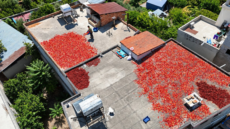 Damlar kırmızıya büründü: Kilosu 300 liradan, günde 500 kilo hazırlanıyor