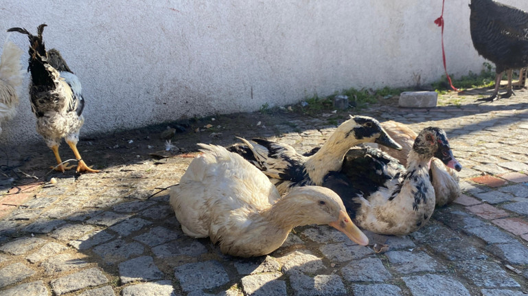 Satışlar çakıldı: Yılbaşının vazgeçilmezinden bu yıl vazgeçildi! - Resim : 1