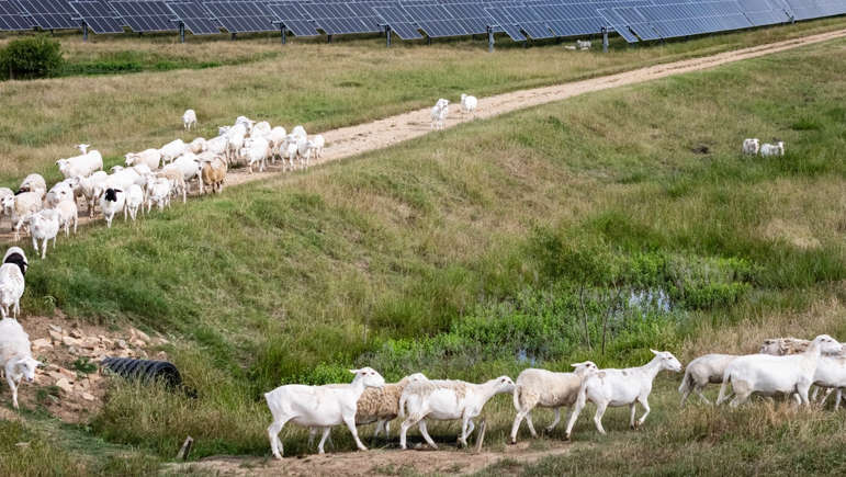 Aynı araziden iki gelir birden: Elektrik üretirken koyun da besliyor - Resim: 5