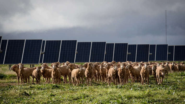 Aynı araziden iki gelir birden: Elektrik üretirken koyun da besliyor - Resim: 7