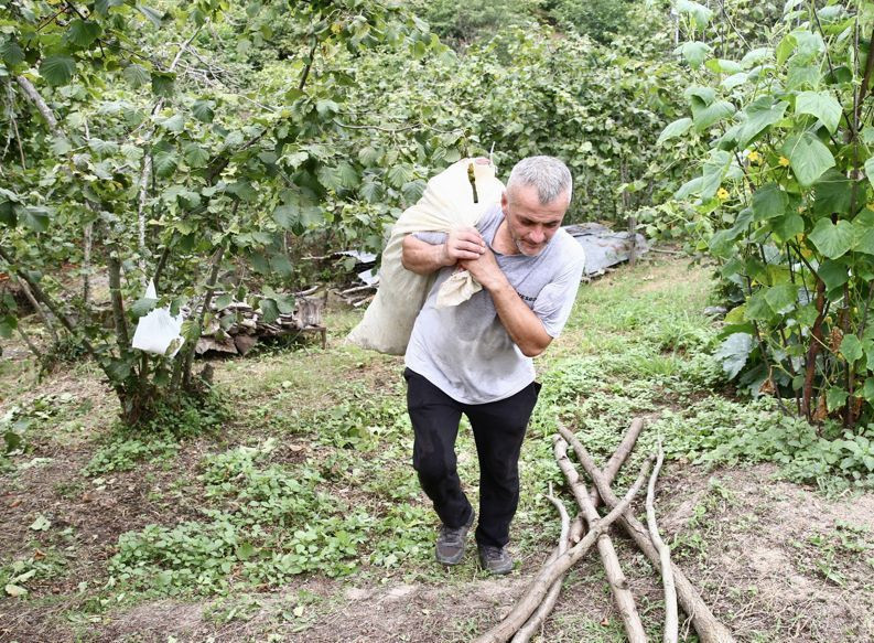 Giresun'da fındık mesaisi başladı: Üreticiler bahçeye indi - Resim: 5