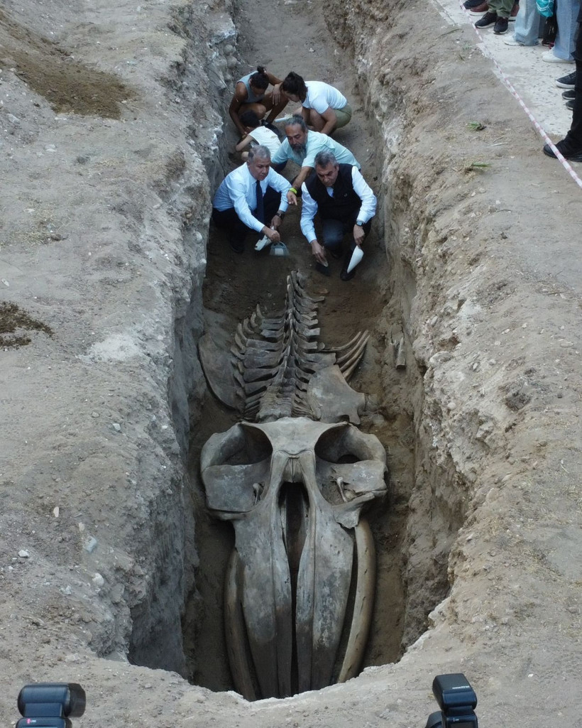 Dört yıl sonra gün yüzüne: Mersin'de Fin Balinası’nın iskeleti ortaya çıkıyor - Resim: 5