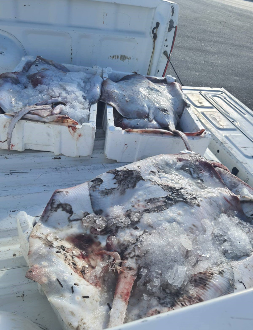 Çanakkale'de 45 kiloluk balığa el konuldu - Resim : 1