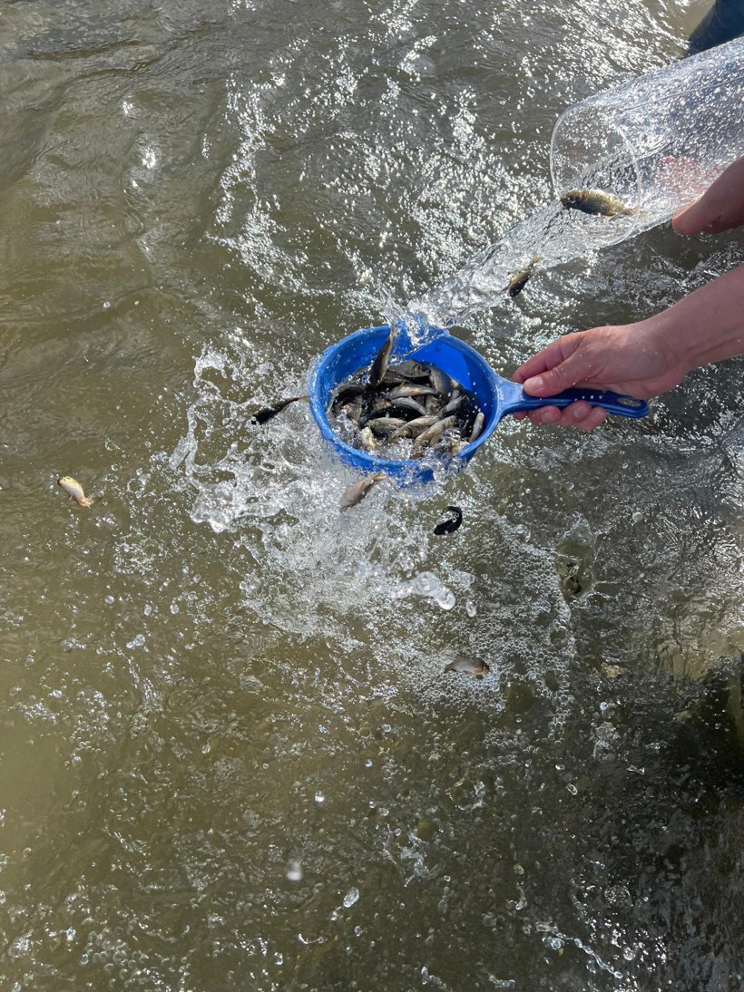 Muş’ta baraj ve göletlere 1 milyon sazan yavrusu bırakıldı - Resim : 2